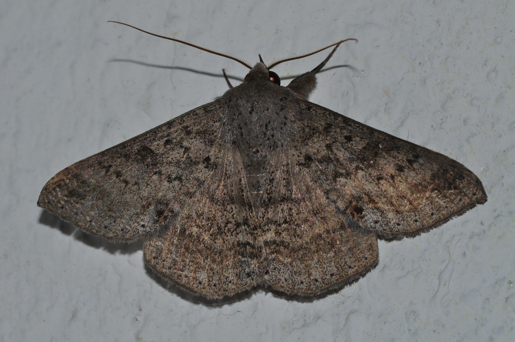 Ericeia albangula