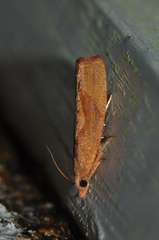 Episimoides erythraea