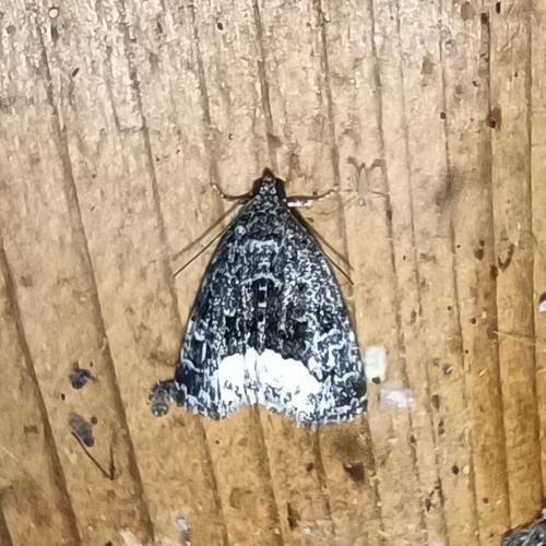 Marbled White-spot photo 5