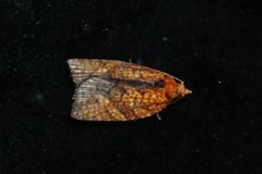 Borboniella