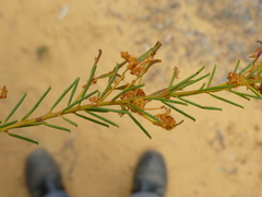 Acacia barakulensis