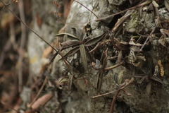Lenophyllum acutifolium