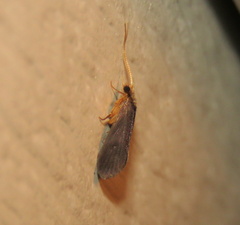 Nyctiophylax