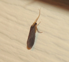 Nyctiophylax