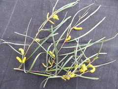 Acacia caroleae