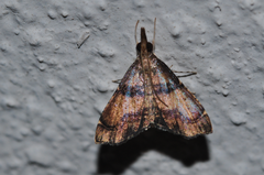 Diplopseustoides mineti