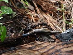 Plestiodon multilineatus
