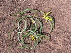 Acacia crassa