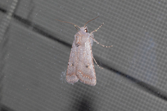 Agrotis vetusta