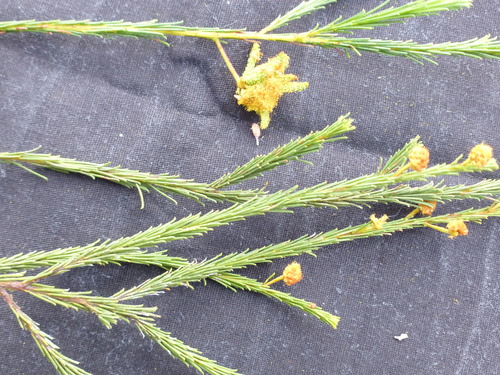 Hando's Wattle (Acacia handonis)