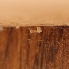 Spermophora senoculata