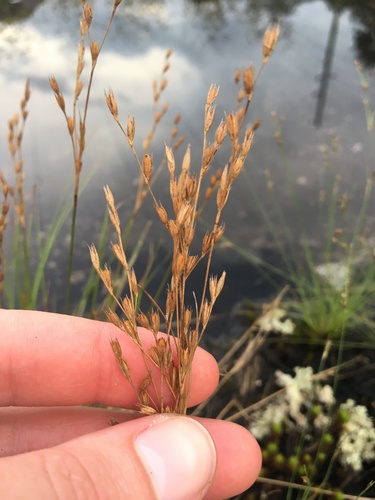 Georgia rush (Juncus georgianus)