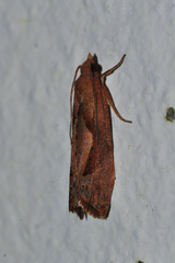 Episimoides erythraea