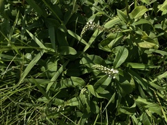 Lysimachia fortunei