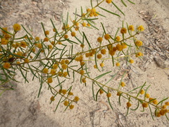 Acacia johnsonii