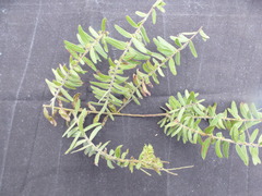 Acacia leichhardtii