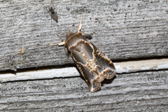 Habrosyne scripta