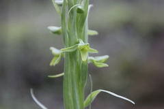 Platanthera volcanica