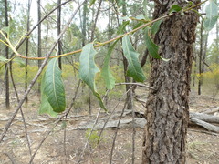 Xylomelum cunninghamianum