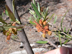 Grevillea floribunda