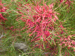 Hakea purpurea
