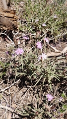 Stephanomeria lactucina