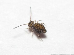 Ptenothrix marmorata