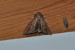 Mythimna infrargyrea