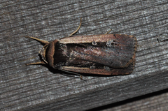 Ochropleura