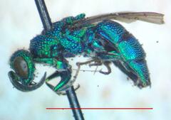 Caenochrysis