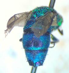 Caenochrysis