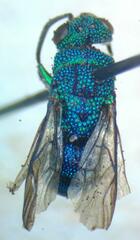 Caenochrysis