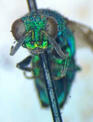 Caenochrysis