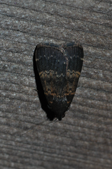 Hydrillodes uliginosalis