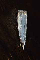 Microcrambon paphiellus