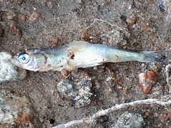 Percopsis omiscomaycus