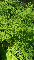 Vaccinium shastense nevadense