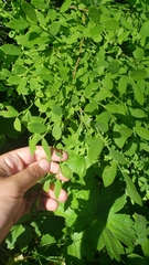 Vaccinium shastense nevadense