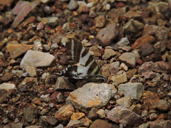 Protographium leosthenes