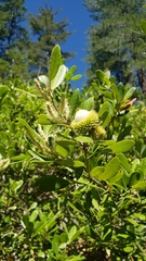 Notholithocarpus densiflorus echinoides