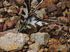 Protographium leosthenes