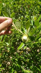 Notholithocarpus densiflorus echinoides