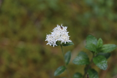 Oxylobus arbutifolius