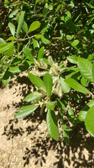 Notholithocarpus densiflorus echinoides