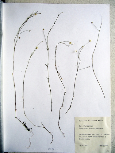 Stellaria filicaulis iNat (1)