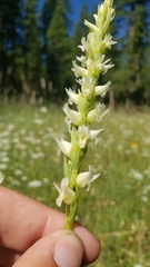 Spiranthes romanzoffiana