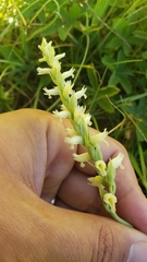 Spiranthes romanzoffiana
