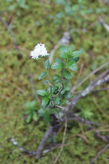 Oxylobus arbutifolius