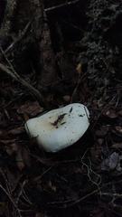 Russula fuegiana