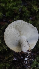 Russula fuegiana